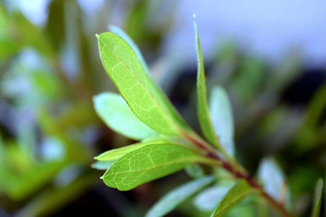 Close-Up of Fresh Green Leaves with Blurred Background - Download Free Stock Photos Pikwizard.com