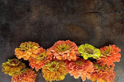 Autumn zinnias blooming in warm orange and lime tones on rustic dark metal background
