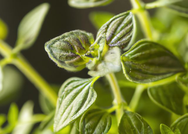 This close-up image of fresh green oregano plant leaves in sunlight can be perfect for various uses, including nature-related articles, gardening and culinary blogs, herbal remedy websites, and organic agriculture marketing materials. The detailed texture of the leaves adds visual interest and can highlight topics focusing on fresh produce, healthy eating, or home gardening tips.