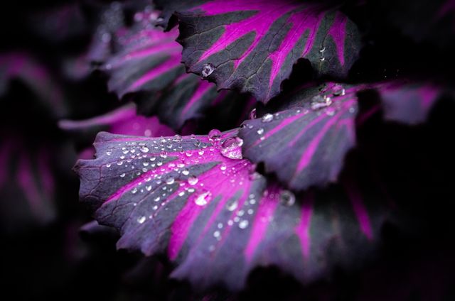 Close-up of Wet Purple Flower - Download Free Stock Photos Pikwizard.com