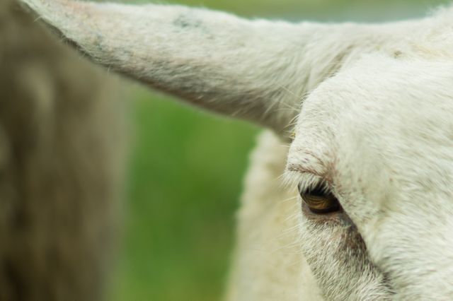 Macro Close-Up of Sheep Eye and Ear, Emphasizing Wool Texture - Download Free Stock Photos Pikwizard.com