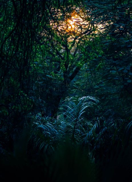 Sunset casting a soft glow through dense forest foliage, creating peaceful and tranquil atmosphere amidst greenery. Ideal for nature-themed projects, relaxation visuals, environmental campaigns, and outdoor adventure promotions.