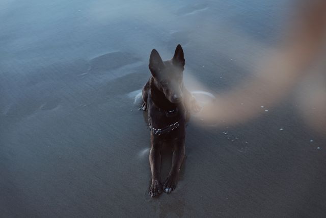 A black dog is lying on the sandy beach during sunset. This image exudes tranquility, making it suitable for themes of relaxation, nature, and companionship. It can be used for websites, articles, or marketing materials focused on pets, outdoor activities, or mental wellness.
