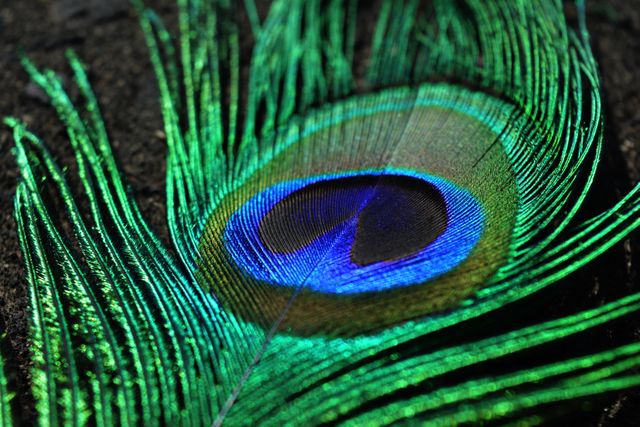 Close-up of a vibrant green peacock feather with a striking blue eye at its center, showcasing its intricate detail and texture. Ideal for use in nature-related projects, educational materials, or as a decorative element for presentations and digital designs focusing on exotic wildlife and natural beauty.