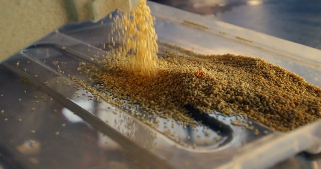 Close-up shows grain sorting machine operating, seeds falling into container. Ideal for illustrating agricultural technology, food production processes, industrial machinery, and farming equipment in presentations and educational materials.