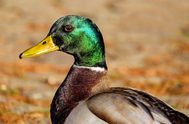 Close-up of a male mallard duck showcasing its vibrant green plumage, yellow bill, and distinct features. Perfect for use in nature-watching articles, wildlife magazines, educational materials, and environmental awareness projects.