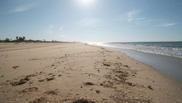 Sunlit empty beach stretching toward distant dunes at low tide with scattered shells