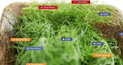 Fresh dill with digital notifications overlay
