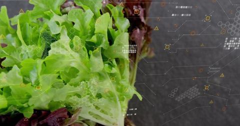 Fresh lettuce and digital technology fusion on kitchen countertop