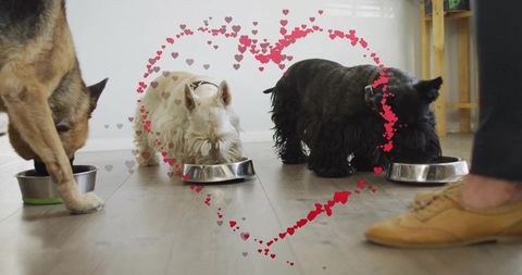 Three Dogs Happily Eating With Heart Illustration Showing Love