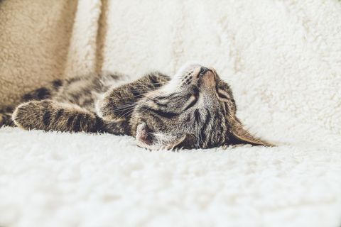 Cute tabby kitten napping on fluffy blanket