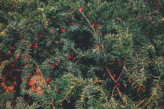 Thick Evergreen Foliage with Red Berries in Natural Setting - Download Free Stock Photos Pikwizard.com