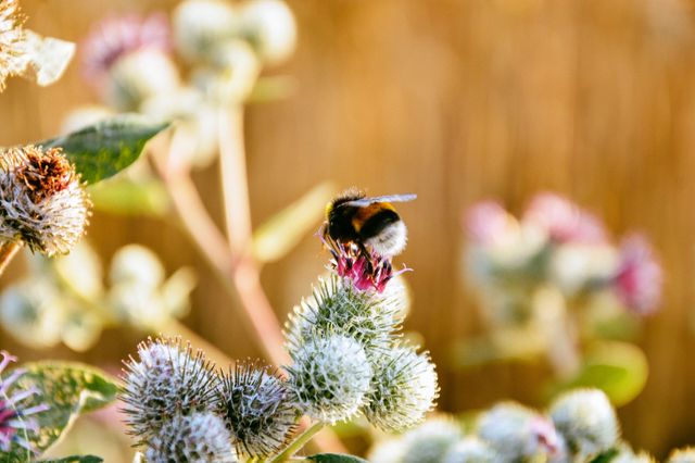 Bee pollinating thistle flower during golden hour captures delicate balance of nature and importance of insects in ecology. Ideal for use in environmental projects, educational materials on botany and biology, presentations on biodiversity, and to illustrate aspects of natural habitats.