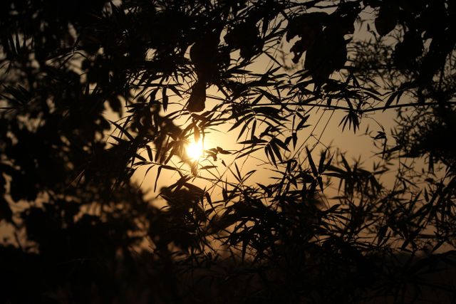 Silhouette of leaves at sunset creating serene atmosphere - Download Free Stock Photos Pikwizard.com