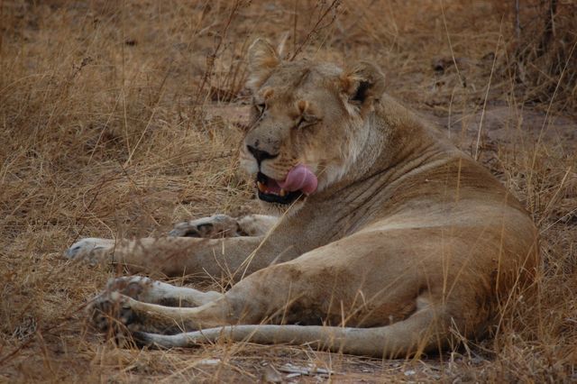 Lioness Sticking Tongue Out While Lying on Ground - Download Free Stock Photos Pikwizard.com