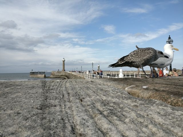 Seagulls Along Coastal Pier with Lighthouse under Blue Sky - Download Free Stock Images Pikwizard.com