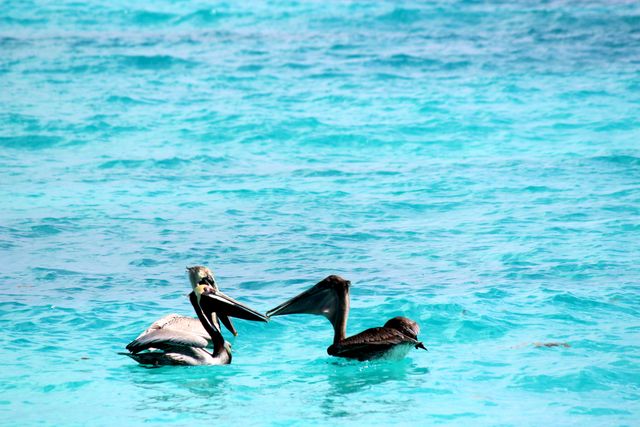 Two Pelicans Swimming in Turquoise Sea - Download Free Stock Photos Pikwizard.com