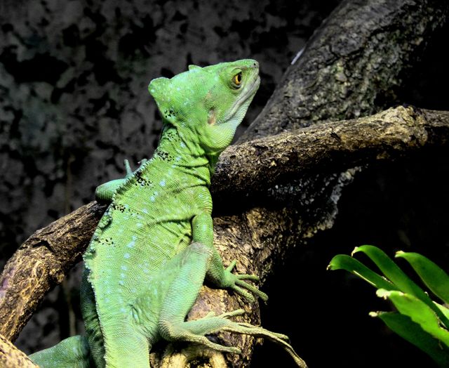Green basilisk lizard basking on tree branch in natural forest environment. Perfect for educational materials, nature documentaries, wildlife photography, or any media content focused on reptiles, exotic animals, and their habitats.