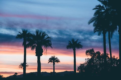 Silhouetted Palm Trees at Dawn with Vibrant Sky