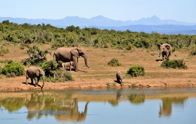 Group of elephants drinking and grazing near a waterhole in the African savannah with mountains in the background. Ideal for use in wildlife documentaries, travel magazines, nature-themed articles, educational materials, and tourism promotions highlighting African wildlife.
