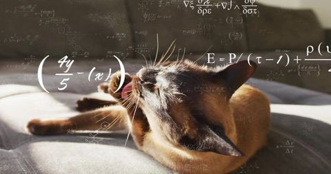 Brown cat grooming and stretching while basking in sunlight with math formulas overlay
