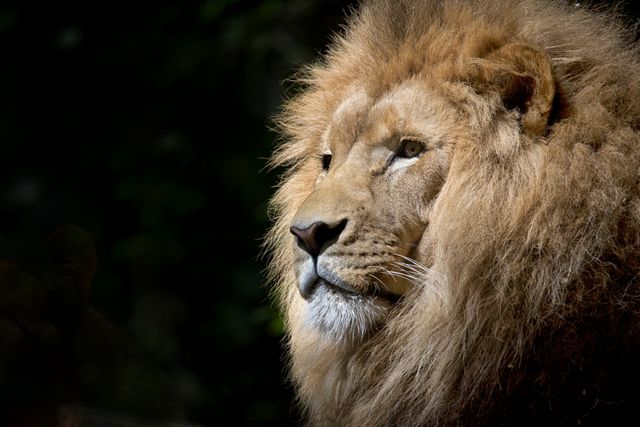 Majestic Male Lion in Profile with Regal Mane - Download Free Stock Photos Pikwizard.com