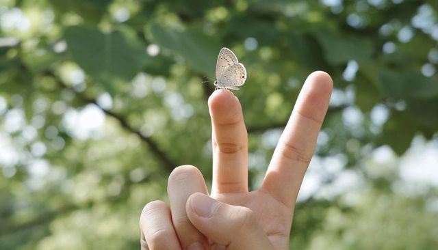 Pale blue butterfly perching on fingertip of two-finger gesture under sunlit foliage
