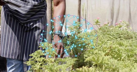 Tending herb bed in greenhouse wearing striped apron with ai neural network overlay