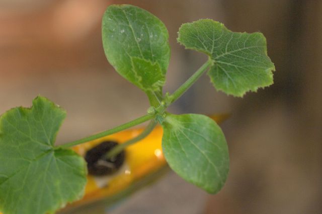 This image shows a close-up view of a zucchini plant with fresh green leaves and a visible stem. It is useful for topics related to gardening, agriculture, botany, and plant biology. It can be utilized in educational material, horticultural blogs, or articles focusing on plant growth and nature.