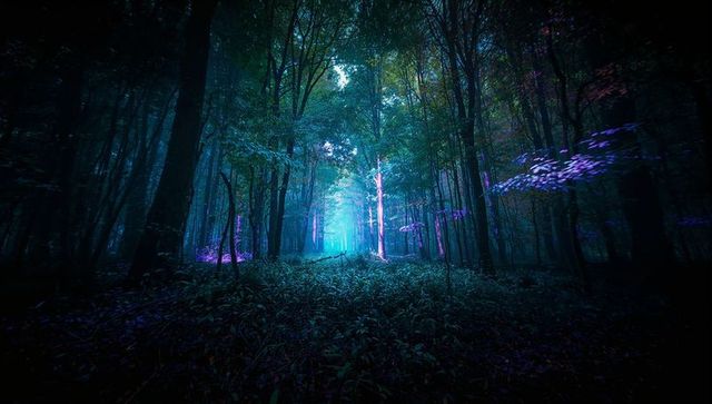 Mystical Forest Illuminated by Ethereal Glow