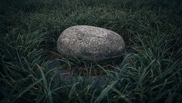 Resting oval boulder encircled by tall grass with lichen-covered texture and moist soil