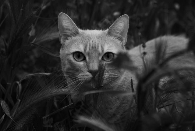 Close-up of a Cat in Grass at Night - Download Free Stock Photos Pikwizard.com