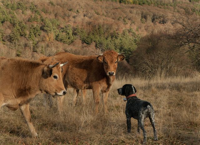 Dog interacting with two cows in countryside pasture. Ideal for themes around agriculture, farm life, and rural living. Suitable for use in educational materials, blogs, advertisements, and magazines focusing on farming, animal behavior, and outdoor activities.