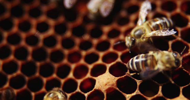 This image showcases a close-up view of bees busy on a honeycomb inside a beehive. Ideal for use in articles or educational materials relating to beekeeping, honey production, and the role of bees in pollination. Also useful for promoting sustainability, environmental awareness, or organic farming.