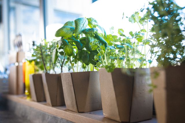 Various herbs growing in potted plants arranged in a row on window sill at home. Copy space, unaltered, food, organic, fresh and nature concept.