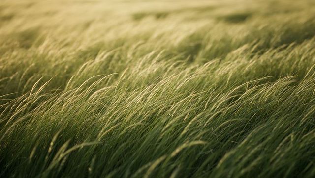 Swaying golden meadow grass at sunrise with soft motion, bokeh and sunlit edges