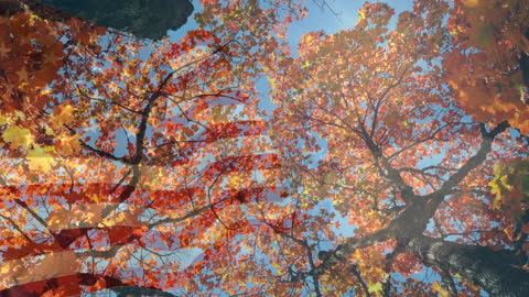 Autumn Leaves Overlay US Flag Double Exposure