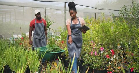 Greenhouse workers organizing plants using tablet and wheelbarrow