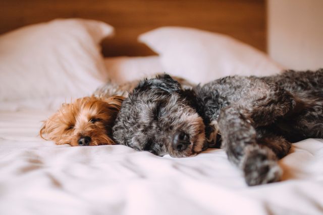 Two adorable dogs, one brown and one grey, are cuddling and sleeping together on a comfortable bed with white bedding. Ideal for use in advertisements or social media posts promoting pet care products, cozy home settings, or to emphasize the bond between pets and their calming presence.