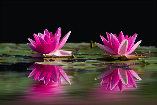 Image depicts two vibrant pink lotus flowers floating on water with clear reflections. Ideal for nature-themed projects, wellness and meditation visuals, or backgrounds emphasizing tranquility and beauty.