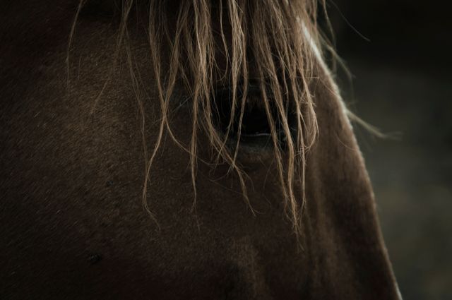 This image captures a close-up view of a brown horse, focusing on its wavy mane and one visible eye. Suitable for use in topics related to equine beauty, the bond between animals and humans, nature photography, rural life, and farm aesthetics. Ideal for equestrian magazines, animal care blogs, educational material about horses, and veterinary websites.