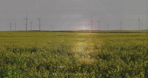 Expansive canola field at dusk with distant wind turbines and 11:00:11 timecode overlay