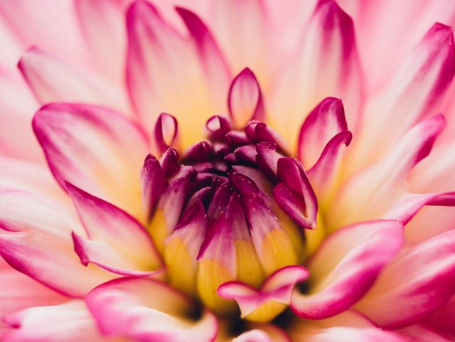 Close-up of Pink Dahlia Flower with Vibrant Petals - Download Free Stock Photos Pikwizard.com