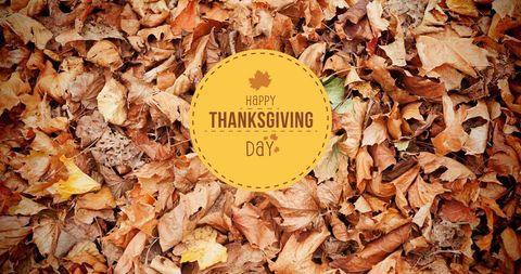 Happy Thanksgiving Day Message on Autumn Foliage Background - Download Free Stock Images Pikwizard.com
