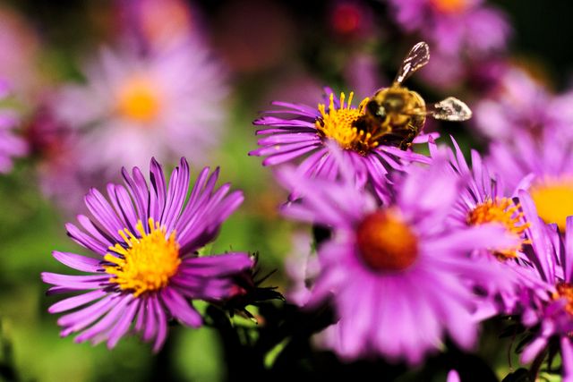 Image shows bees actively pollinating vibrant purple aster flowers in natural garden background. Suitable for articles on gardening, pollination processes, importance of bees in biodiversity, and environmental conservation. Ideal for use in botanical magazines, educational material, and nature-themed presentations.