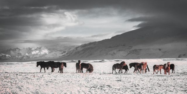 Wild Horses Grazing in Snowy Landscape Beneath Cloudy Sky - Download Free Stock Photos Pikwizard.com