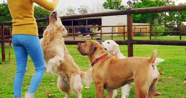 Woman interacting with three playful dogs at a farm on a bright day. Woman in casual clothing engaging dogs by reaching out while the dogs show excitement. Perfect for pet carefulness, rural lifestyle, veterinary services, outdoor activities advertisements, and animal training content.