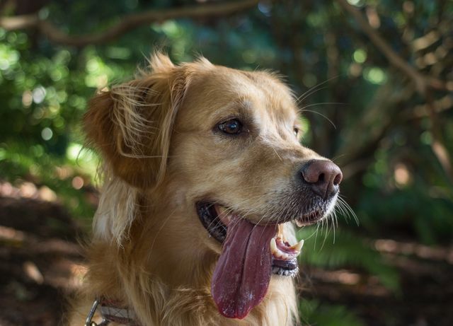 Golden Retriever sitting in lush park, panting with tongue out. Captures joy and energy. Ideal for pet-related advertising, outdoor activity promotions, or articles on pet care.