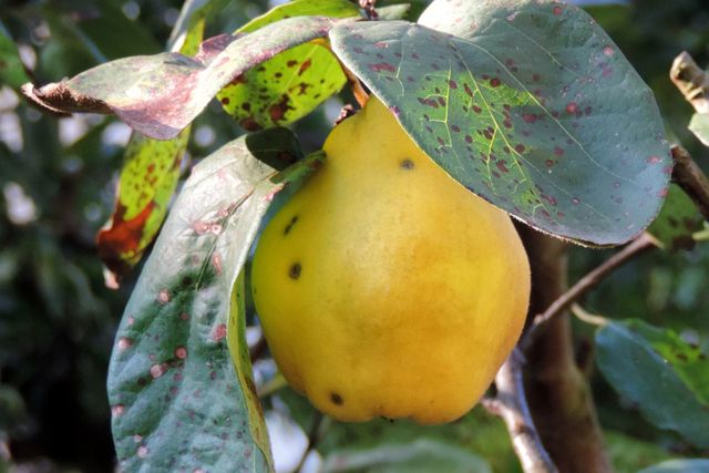 Close-up of ripe quince with leaves in natural environment - Download Free Stock Photos Pikwizard.com