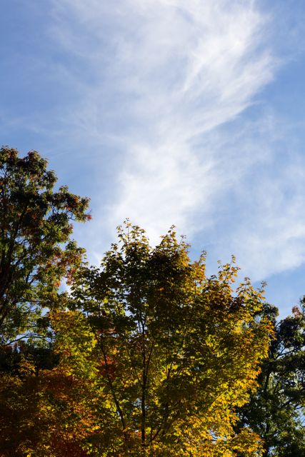 Autumn Leaves on Trees Against Blue Sky with Wispy Clouds - Download Free Stock Images Pikwizard.com